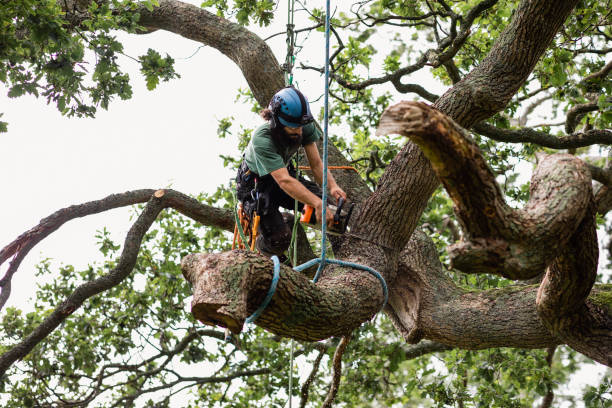 Pinecrest, FL Tree Services Company