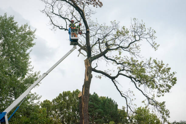 Best Hedge Trimming  in Pinecrest, FL