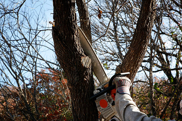 Best Tree Trimming and Pruning  in Pinecrest, FL