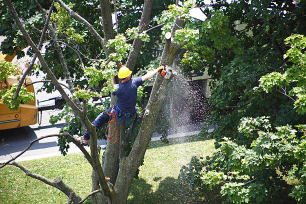 Best Root Management and Removal  in Pinecrest, FL