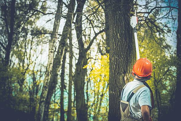 How Our Tree Care Process Works  in  Pinecrest, FL