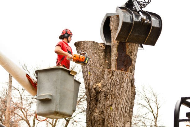 Best Tree Disease Treatment  in Pinecrest, FL